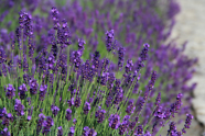 Lavendel